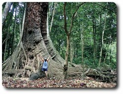 Giant Ficus, Iron Range National Park. Courtesy of Tourism Queensland