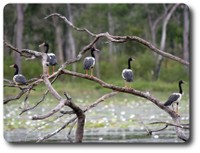 Lotus Bird Lodge, near Musgrave