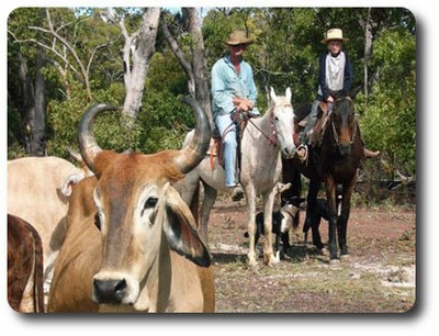 Alkoomie Station Cattle Muster