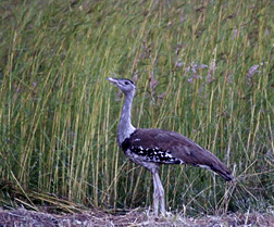 Bustard Downs