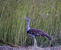 Bustard Downs